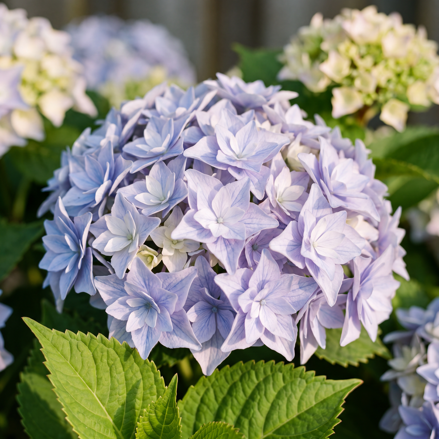Hortensia 'Doppio Azzurro'